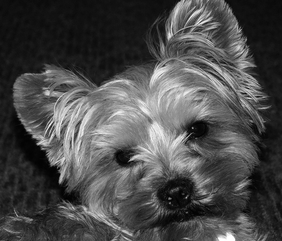 Terrier pet canine