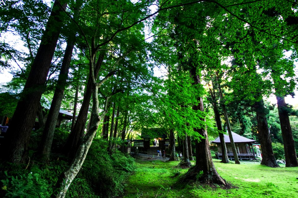 Natural light woods