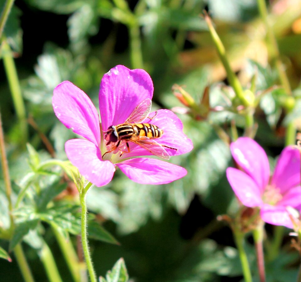 Bee fly purple