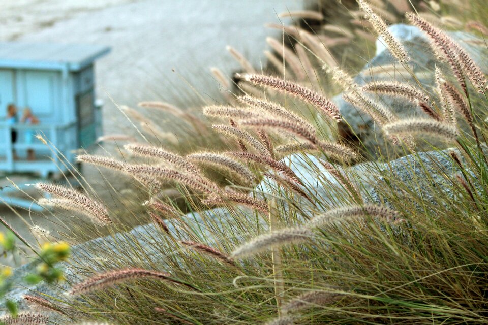Grass grasses california