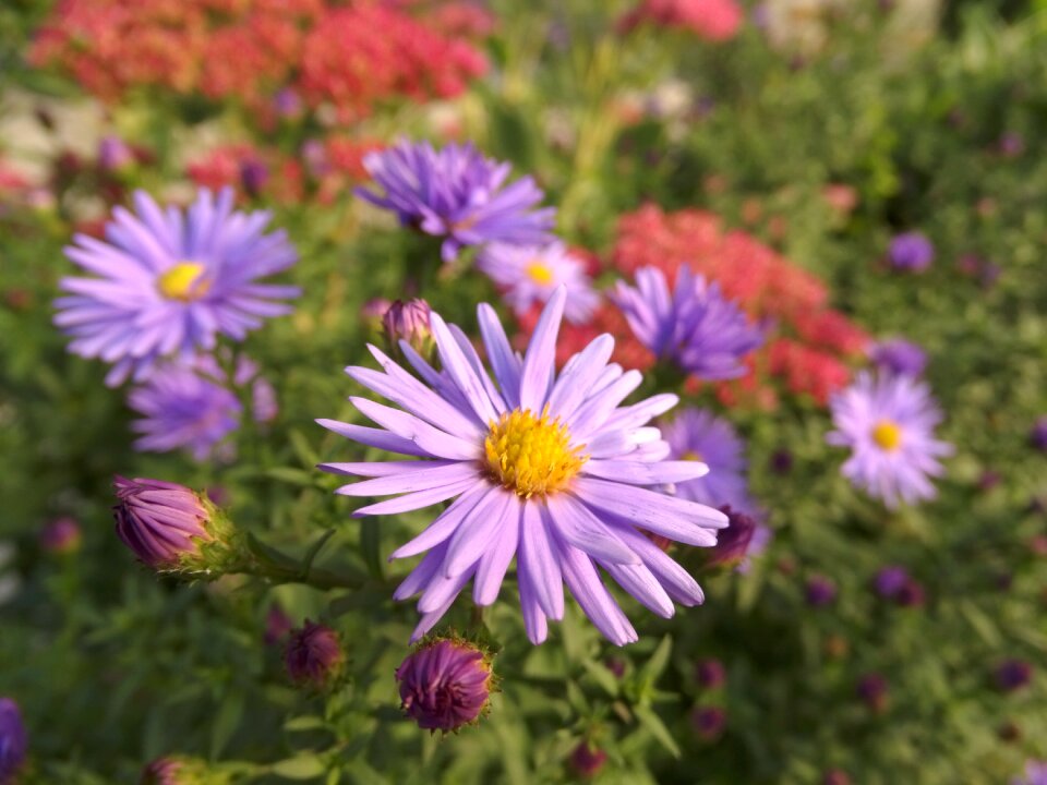 Summer green bloom