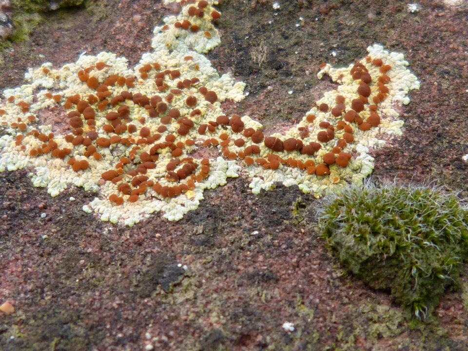 Autumn moisture moss