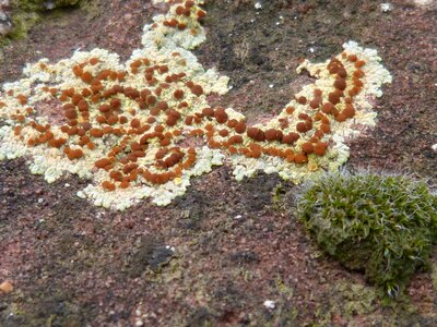 Autumn moisture moss