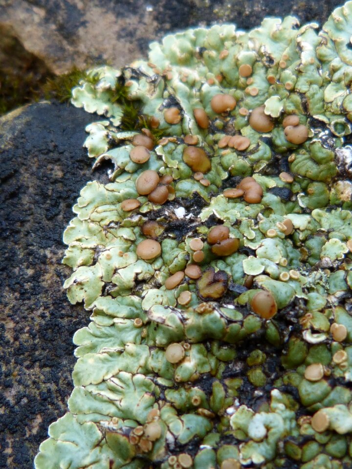 Autumn moisture moss