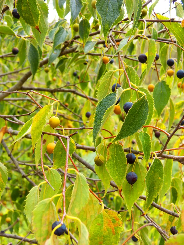 Fruit tree lledoner