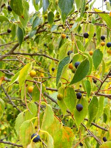 Fruit tree lledoner