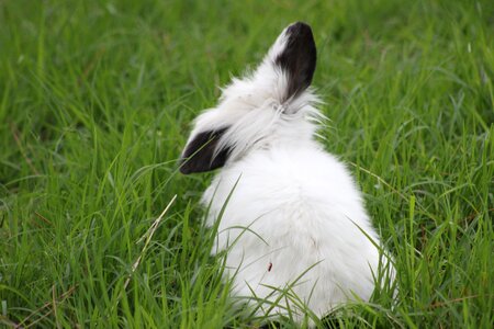 Nature pets garden