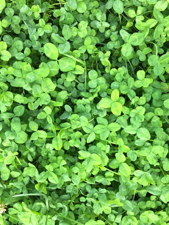 Natural background good luck clover
