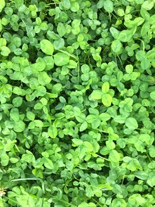 Natural background good luck clover