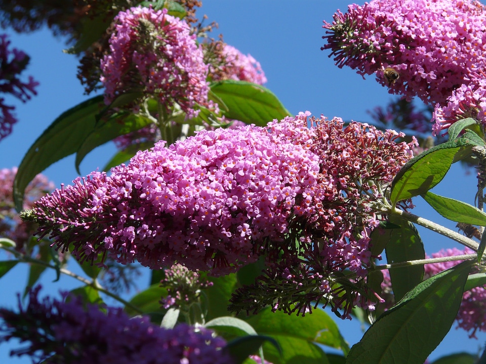Flowers pink butterfly bush