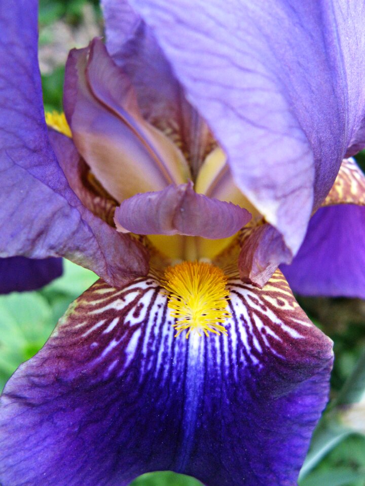 Dark purple violet blossom