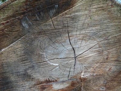 Rings nature like