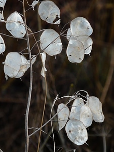 Leaf leaves plant
