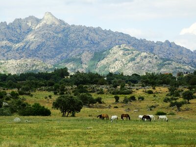 Herd of horses horses prado photo