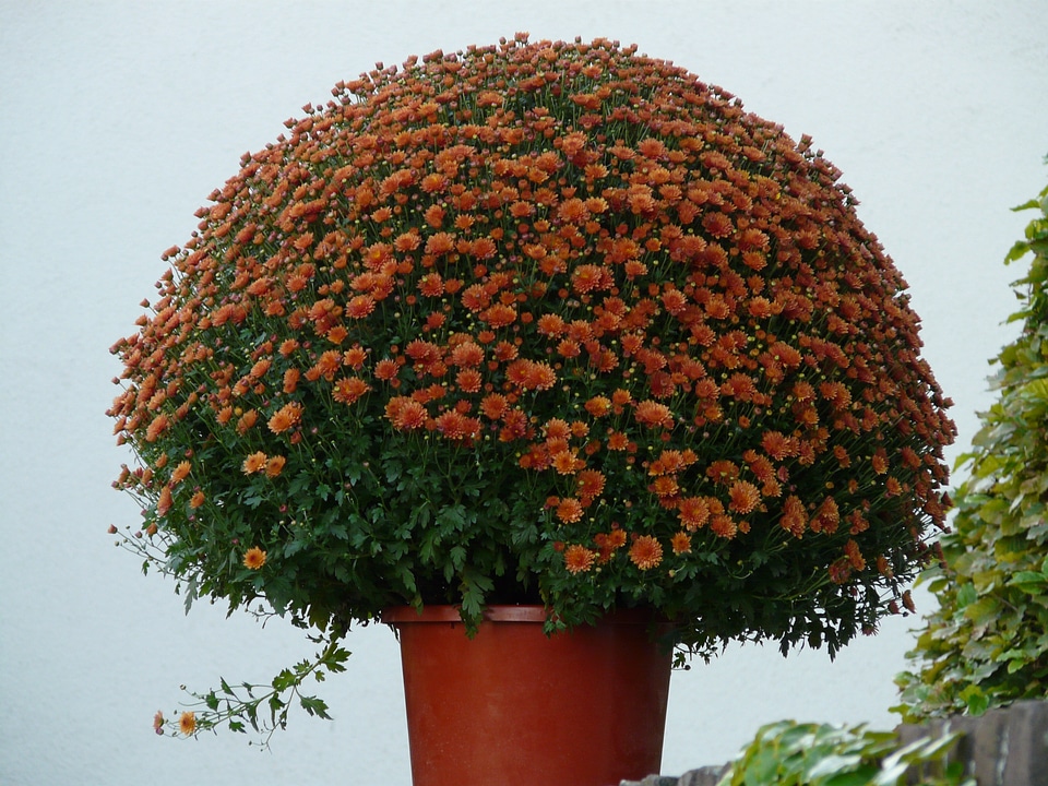 Bloom flowers color
