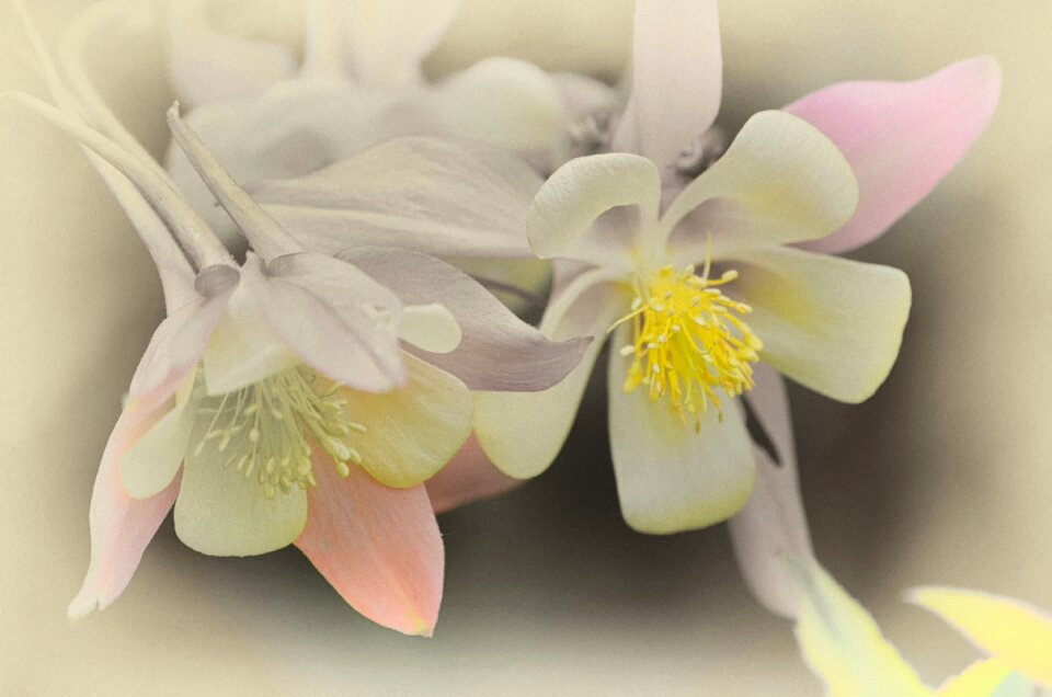 Nature floral bloom