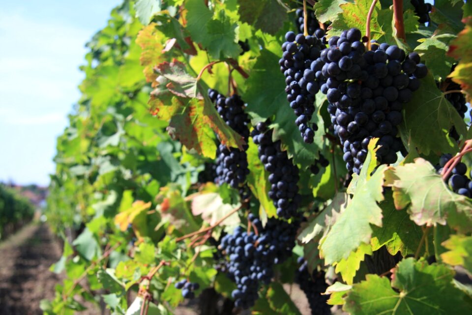 Blue balls grapes