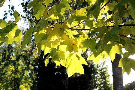Park nature forest