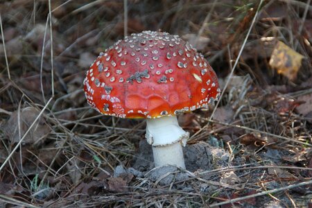 Mushrooms the collection of fly agaric red photo