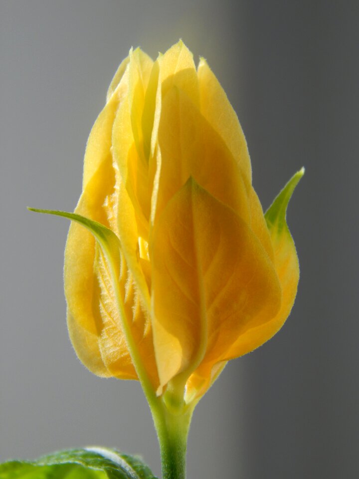 Flower beautiful flower macro