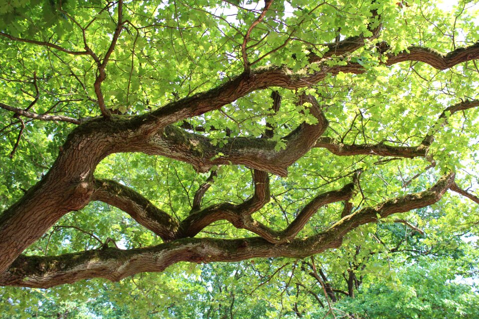 Summer leaves treetop