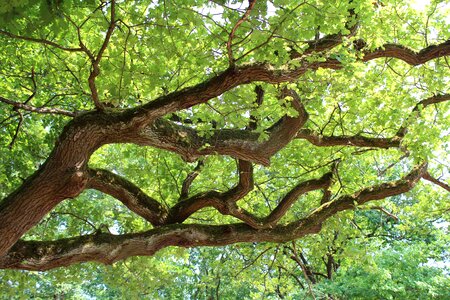 Summer leaves treetop photo