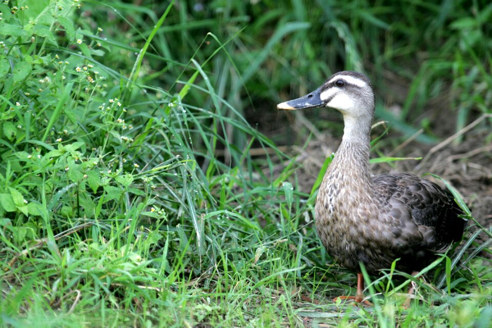 Birds animal nature