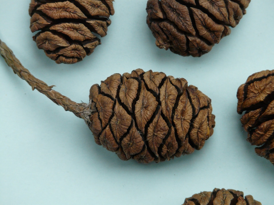 Sequoia sequoia cones plant