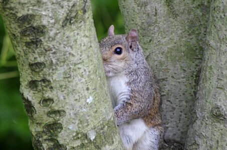 Animal squirrel mutual watch