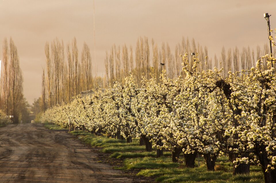 Fruit farm agriculture