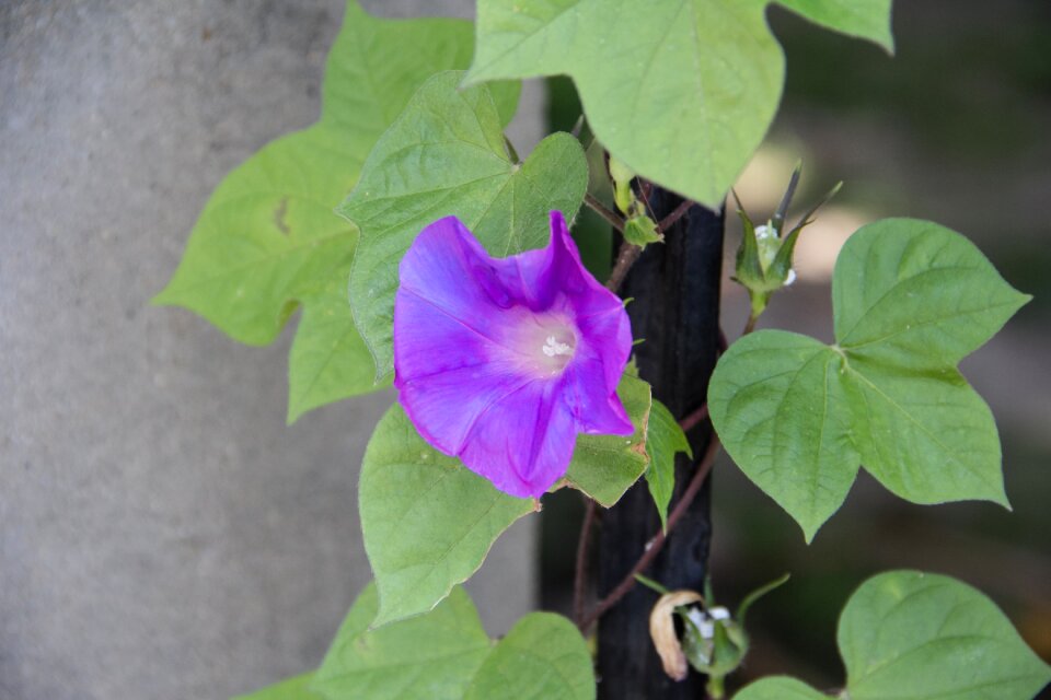 Morning glory natural purple