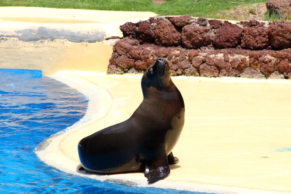 Aquarium water animals