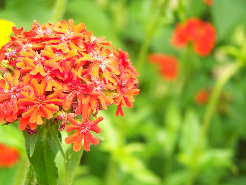 Blossom bloom nature photo