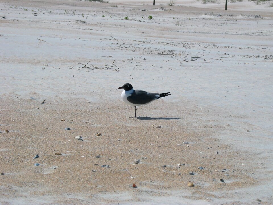 Ocean florida sand
