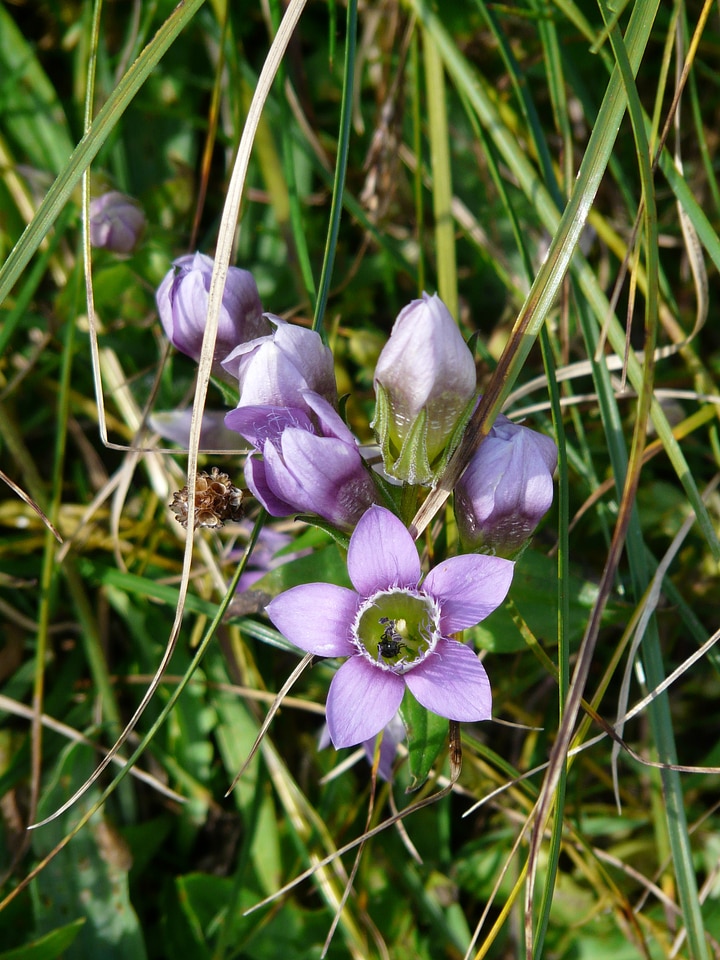 Fringed gentian alpine flower blossom