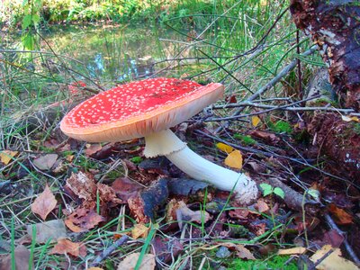 Autumn red with white dots red fly agaric photo