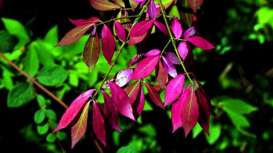 Fall foliage fall color tree