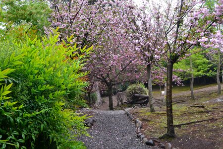 Park walk bench photo