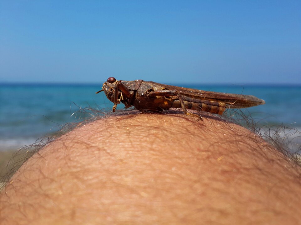 Leg nature animal