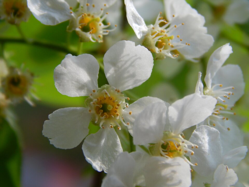 Macro photography closeup spring