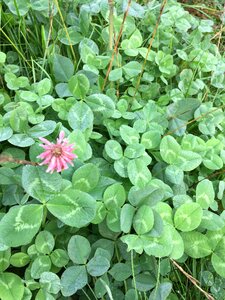 Clover meadow