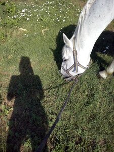 Shadow summer meadow