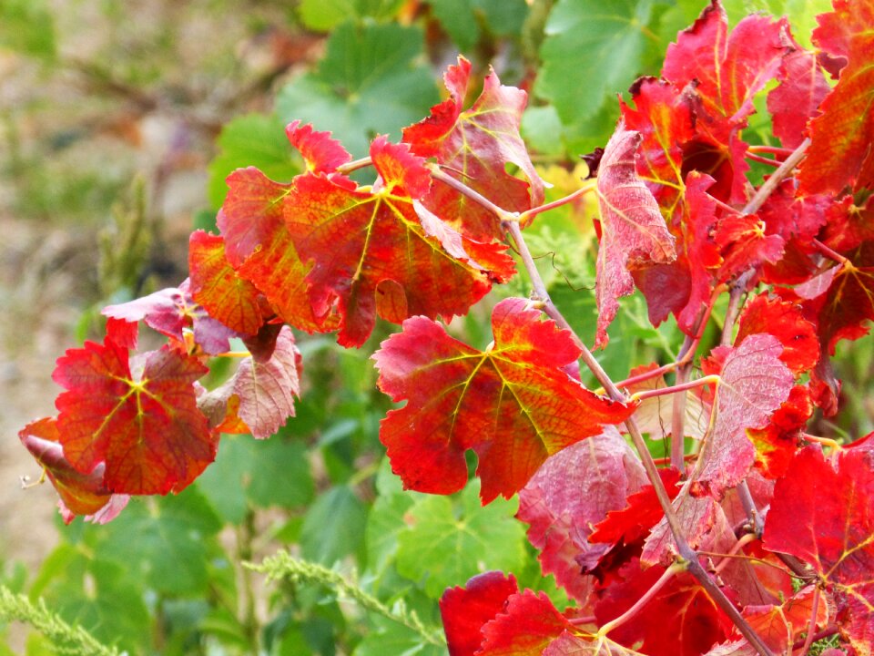 Autumn october park