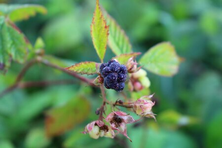 Fruit berry plant photo