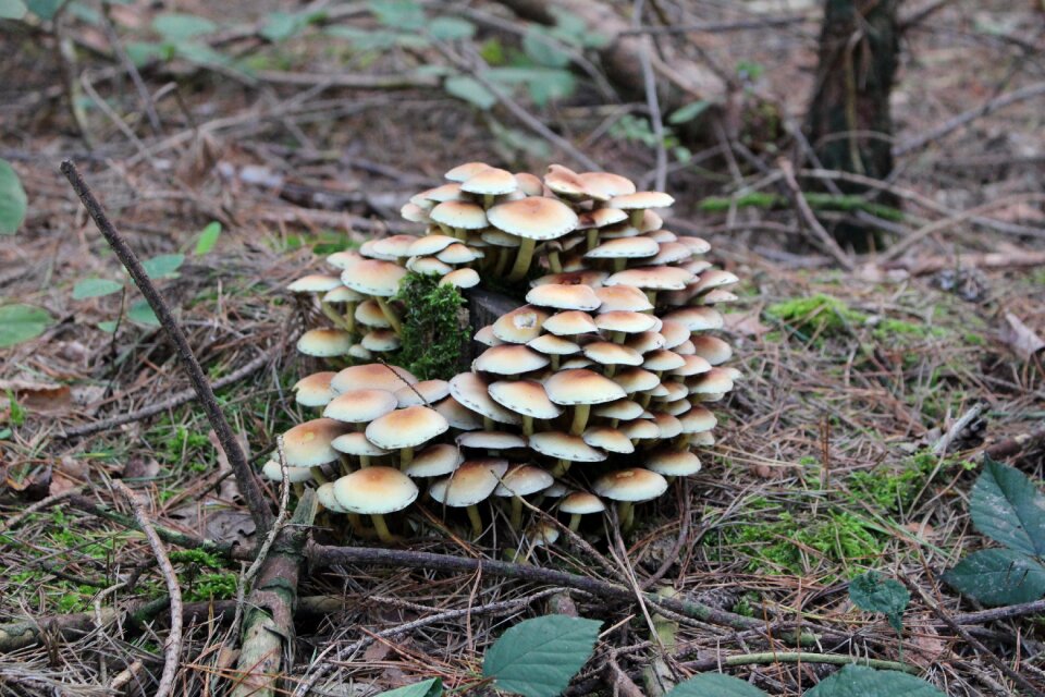 Autumn mushroom picking plant