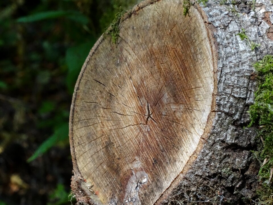 Log sawed off nature