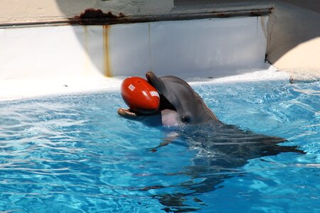 Water aquarium dolphinarium