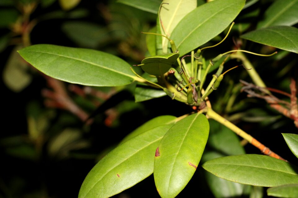 Flora summer plant
