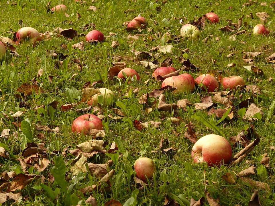 Pick windfall orchard