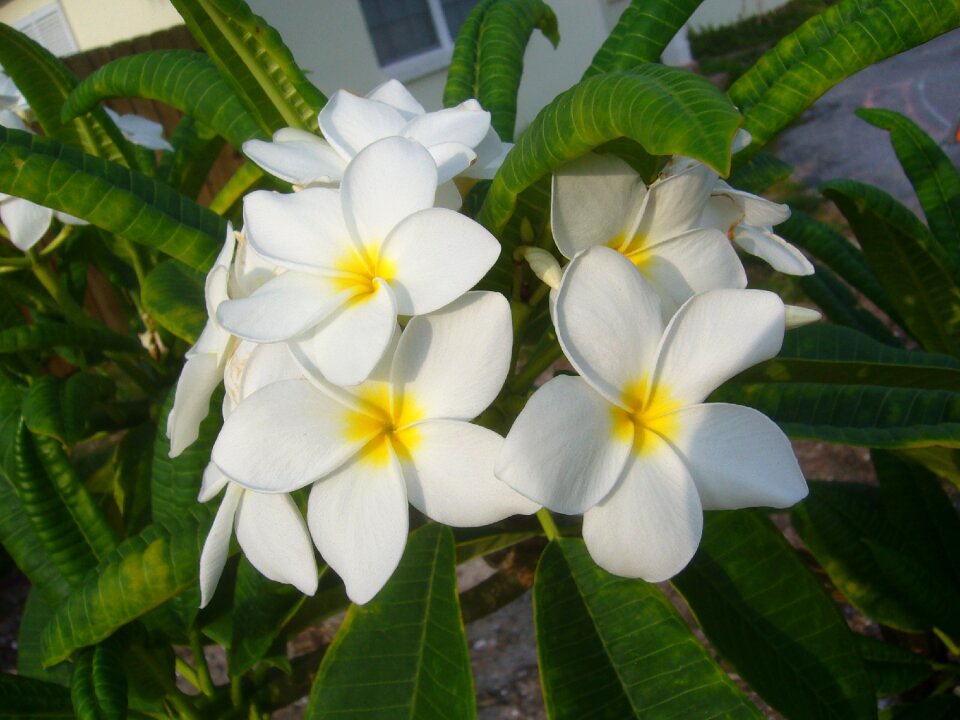 Temple tree white tropical